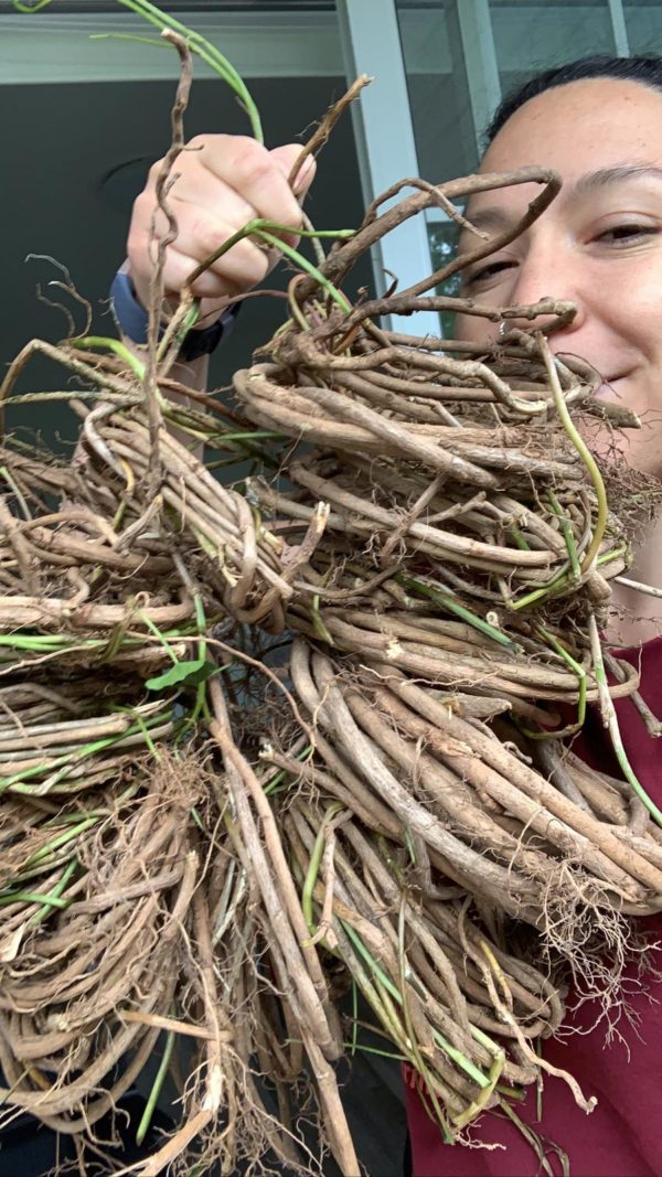 Weaving with Invasive Plants English Ivy SOLD OUT