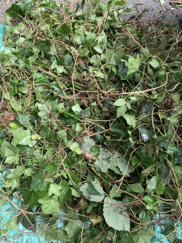 Weaving with Invasive Plants English Ivy SOLD OUT