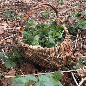 Removal of Invasives for Basketmaking (SOLD OUT)